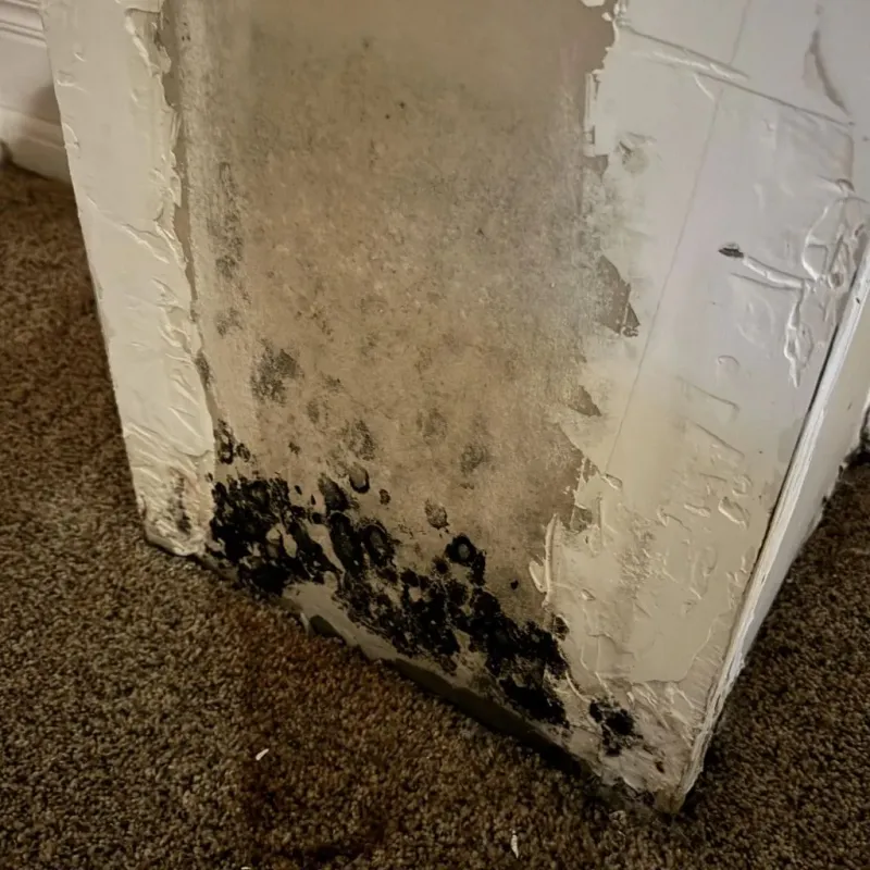 Professional Mold Removal in Charlotte, TN